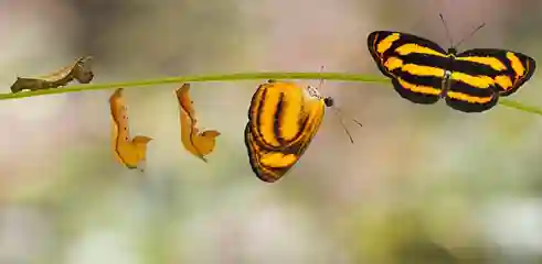 Naissance d'un papillon premier envol